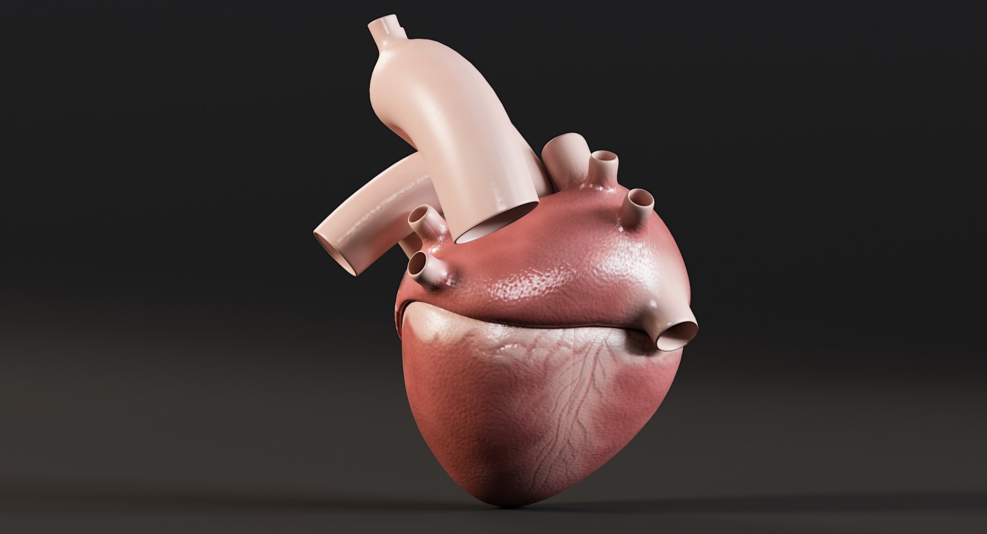 Female Complete Anatomy 3D model https://p.turbosquid.com/ts-thumb/1i/e6jopc/k5/man_heart9/jpg/1624350229/1920x1080/fit_q87/e6eff004a43eeb374c83432ea05ac0526a3bc1de/man_heart9.jpg