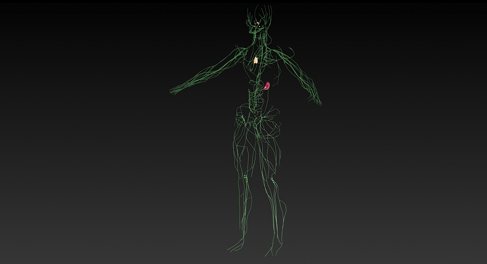 Female Complete Anatomy 3D model https://p.turbosquid.com/ts-thumb/1i/e6jopc/kv/lymphatic_system16/jpg/1624350263/1920x1080/fit_q87/5ca5aecdec9ac0adab4e9ae83c9dee4152ccfc21/lymphatic_system16.jpg