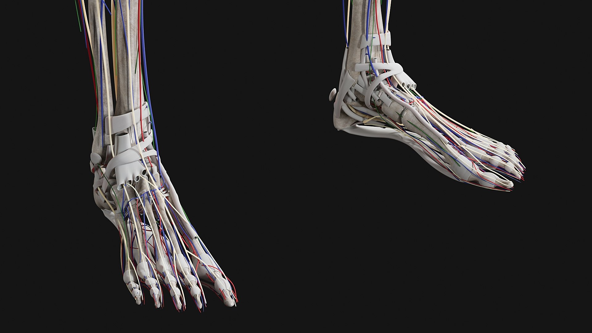 Female Complete Anatomy 3D model https://p.turbosquid.com/ts-thumb/1i/e6jopc/lA/s14/jpg/1624350059/1920x1080/fit_q87/e754c22a0e3c55ae77059b6be7574d87bc8088be/s14.jpg