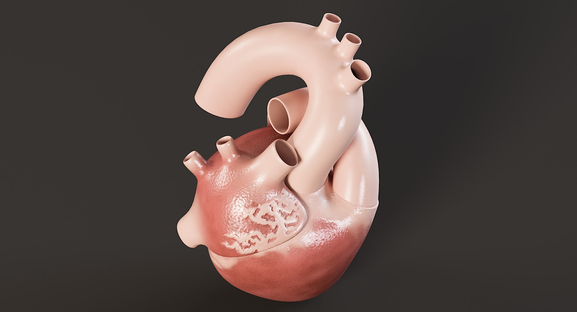 Female Complete Anatomy 3D model https://p.turbosquid.com/ts-thumb/1i/e6jopc/nv/man_heart4/jpg/1624350229/1920x1080/fit_q87/db1e0f8c359ccdbd0f7b37f514281121f54525e9/man_heart4.jpg