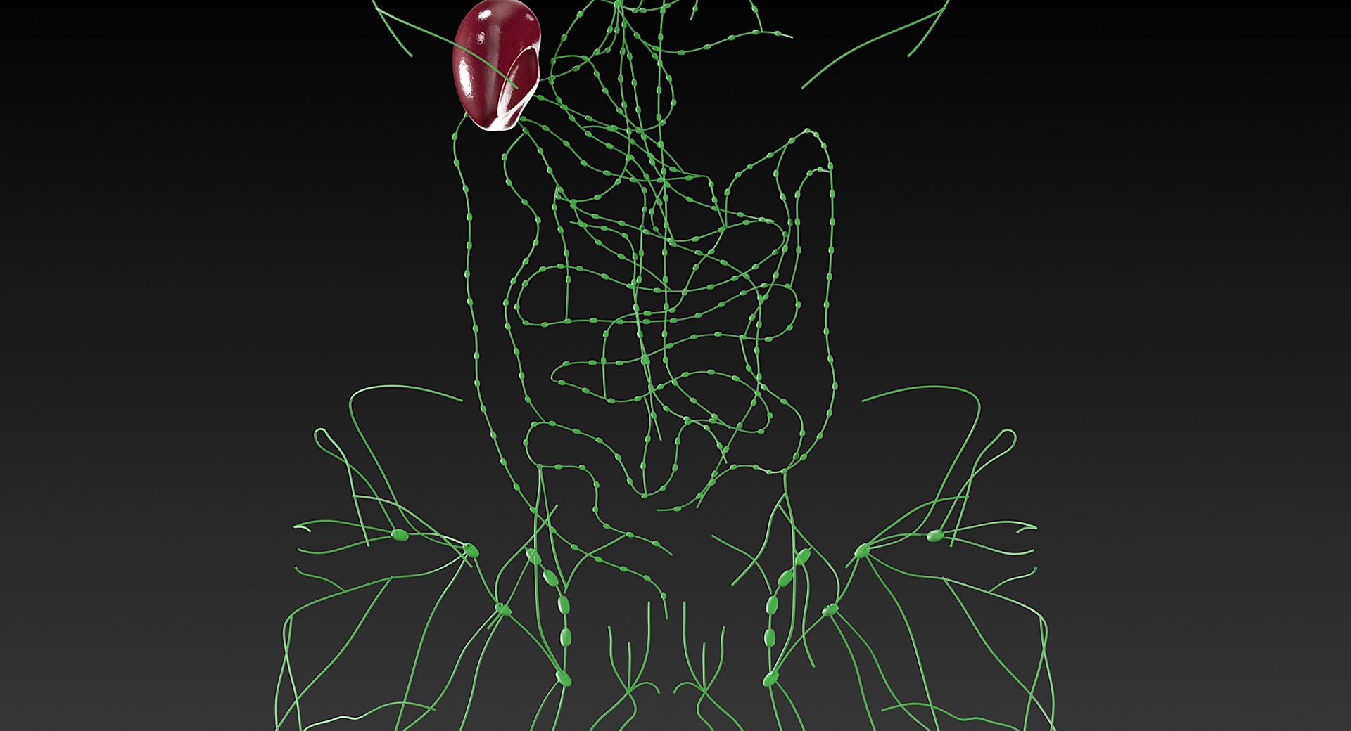 Female Complete Anatomy 3D model https://p.turbosquid.com/ts-thumb/1i/e6jopc/p5/lymphatic_system11/jpg/1624350270/1920x1080/fit_q87/25707c57140cd2147d70bb6a54d8df5602a95072/lymphatic_system11.jpg