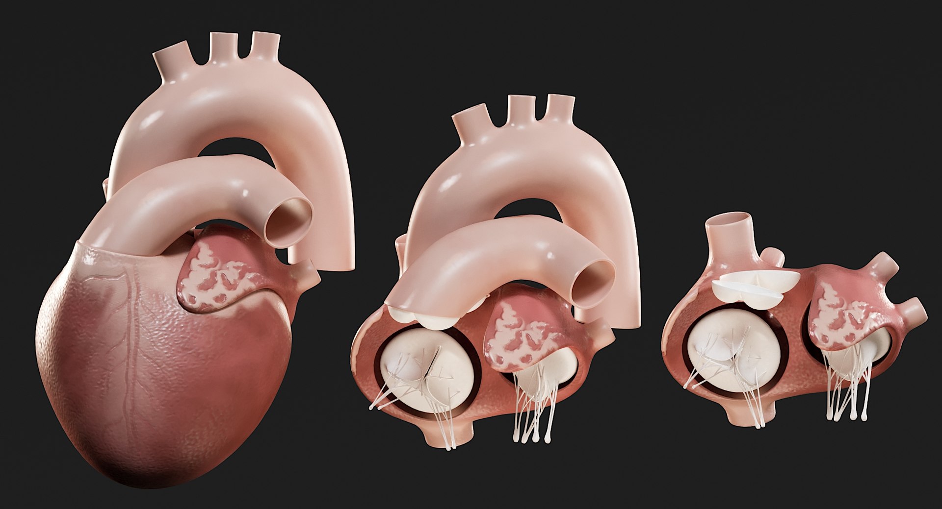 Female Complete Anatomy 3D model https://p.turbosquid.com/ts-thumb/1i/e6jopc/qD/man_heart13/jpg/1624350236/1920x1080/fit_q87/74daf311d82ac6c9b02312a78a96371f59e17756/man_heart13.jpg