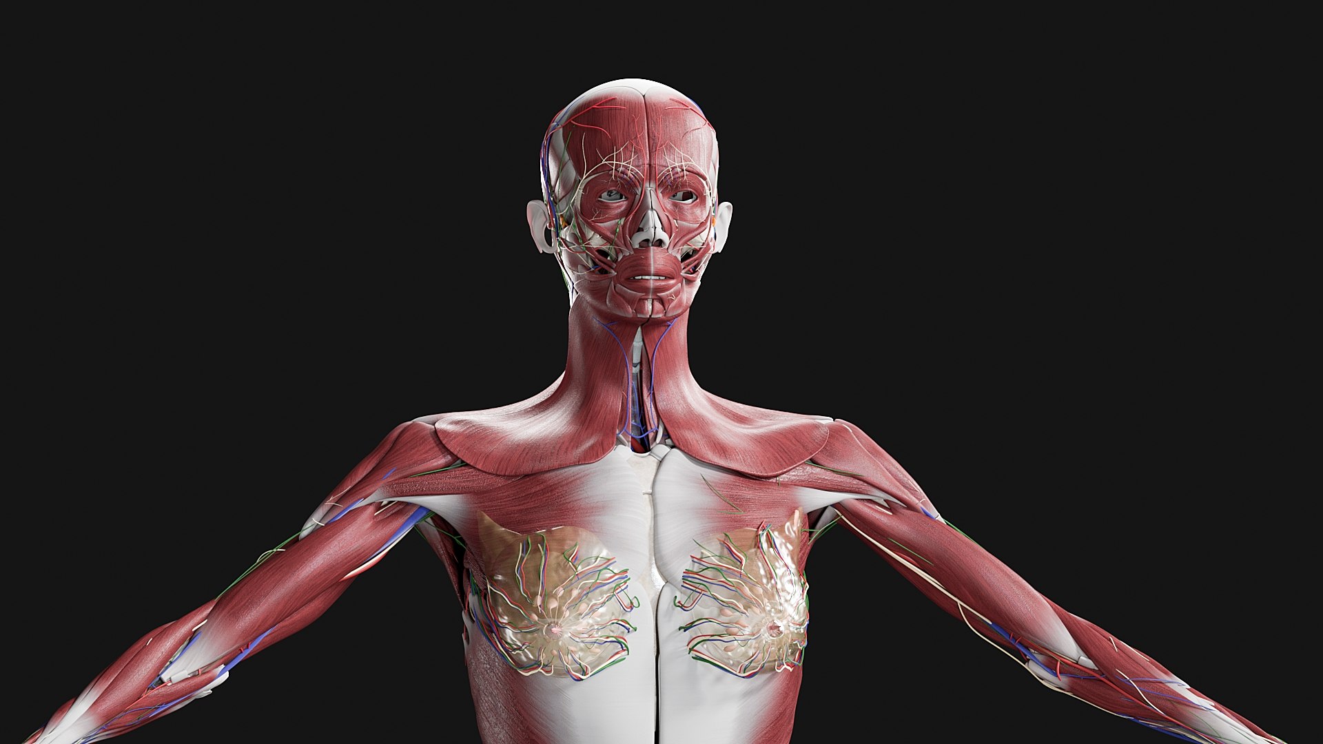 Female Complete Anatomy 3D model https://p.turbosquid.com/ts-thumb/1i/e6jopc/qp/m8/jpg/1624349876/1920x1080/fit_q87/0b10ddbf739821b8ef711698790925fdf387c6f7/m8.jpg