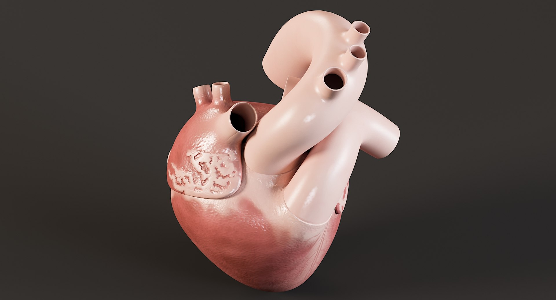 Female Complete Anatomy 3D model https://p.turbosquid.com/ts-thumb/1i/e6jopc/r0/man_heart2/jpg/1624350233/1920x1080/fit_q87/63bf731aabacadc7666b966930a5c1dc458c6df3/man_heart2.jpg