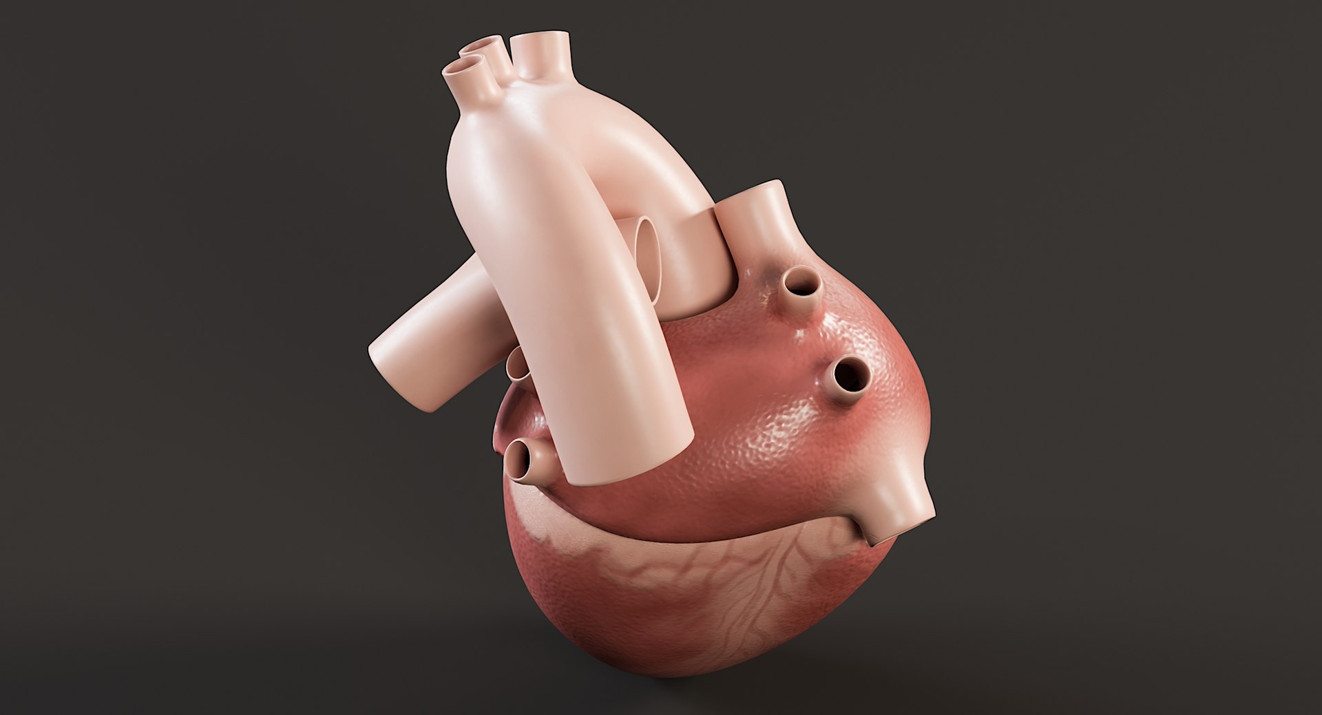Female Complete Anatomy 3D model https://p.turbosquid.com/ts-thumb/1i/e6jopc/rb/man_heart5/jpg/1624350229/1920x1080/fit_q87/83960873ed6e0c1f815d0af7bbd9e67d0509e39f/man_heart5.jpg