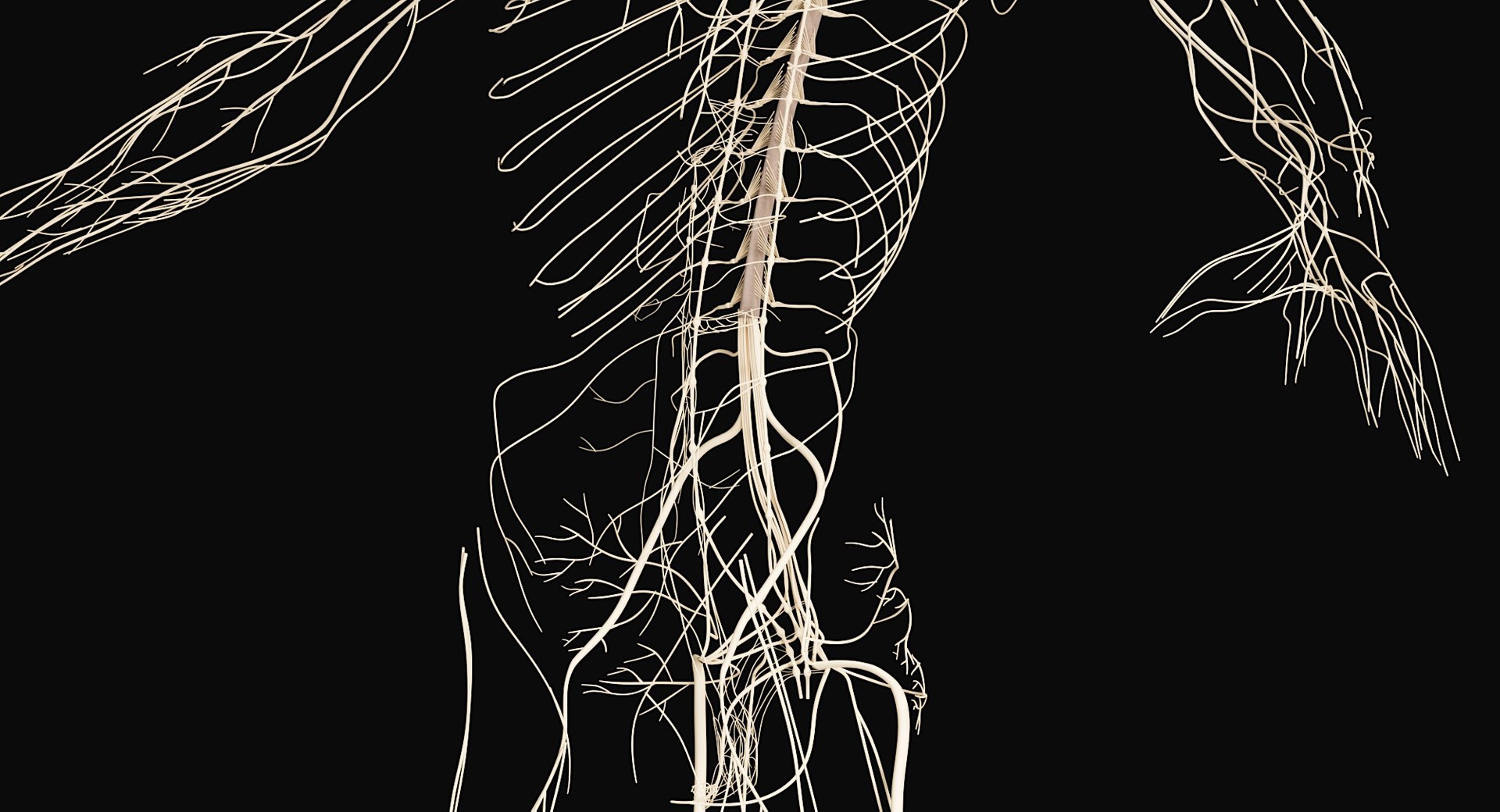 Female Complete Anatomy 3D model https://p.turbosquid.com/ts-thumb/1i/e6jopc/rq/nervous_system10/jpg/1624350331/1920x1080/fit_q87/66126fcd12fe1ea88c83fc0e04e123cd54f42677/nervous_system10.jpg