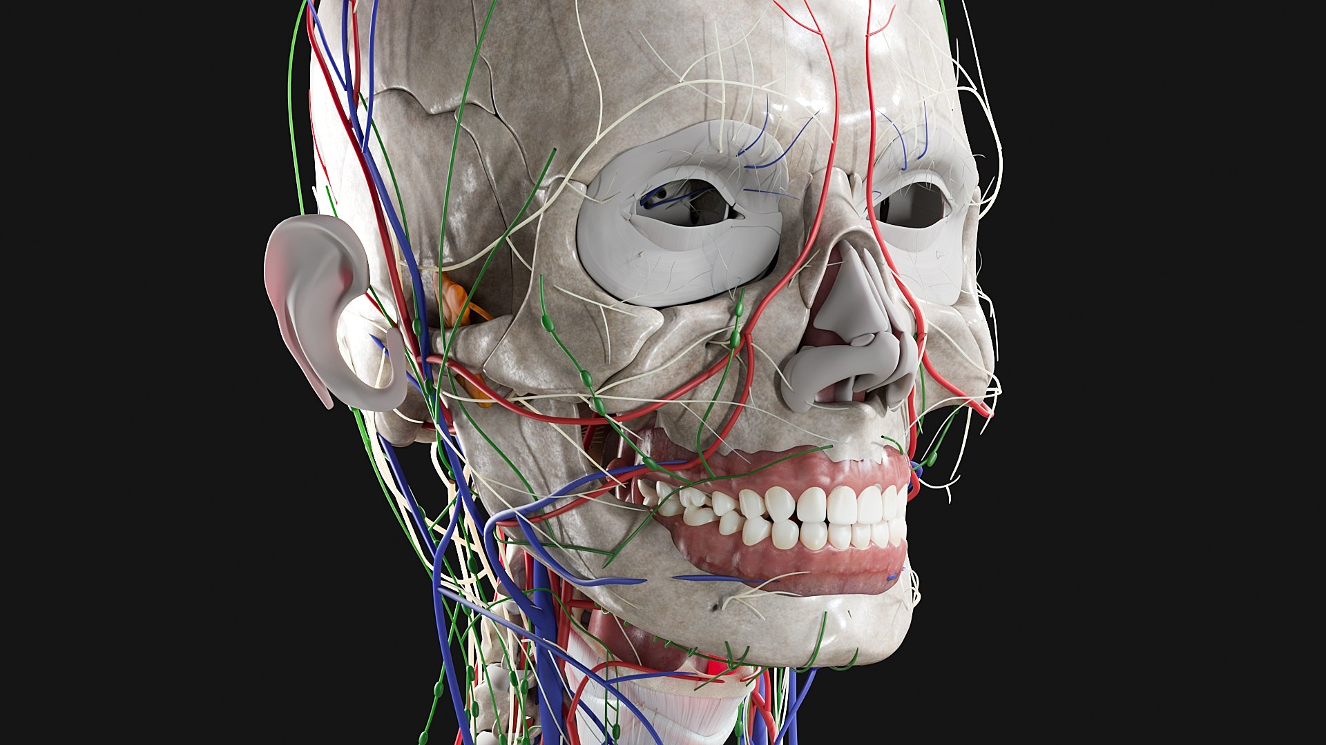 Female Complete Anatomy 3D model https://p.turbosquid.com/ts-thumb/1i/e6jopc/ry/s9/jpg/1624349887/1920x1080/fit_q87/6f9e839eabb1cdc3ec7cab31bd467338b724b18f/s9.jpg