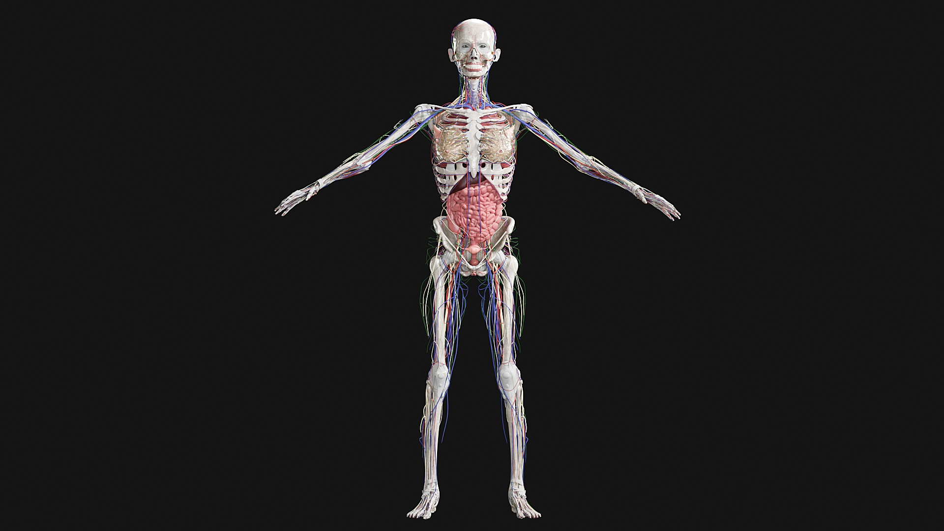 Female Complete Anatomy 3D model https://p.turbosquid.com/ts-thumb/1i/e6jopc/sn/0000/jpg/1624349599/1920x1080/turn_fit_q99/7fad12eb02e7c4b5ebcba81ec154383c997e0cc7/0000-1.jpg