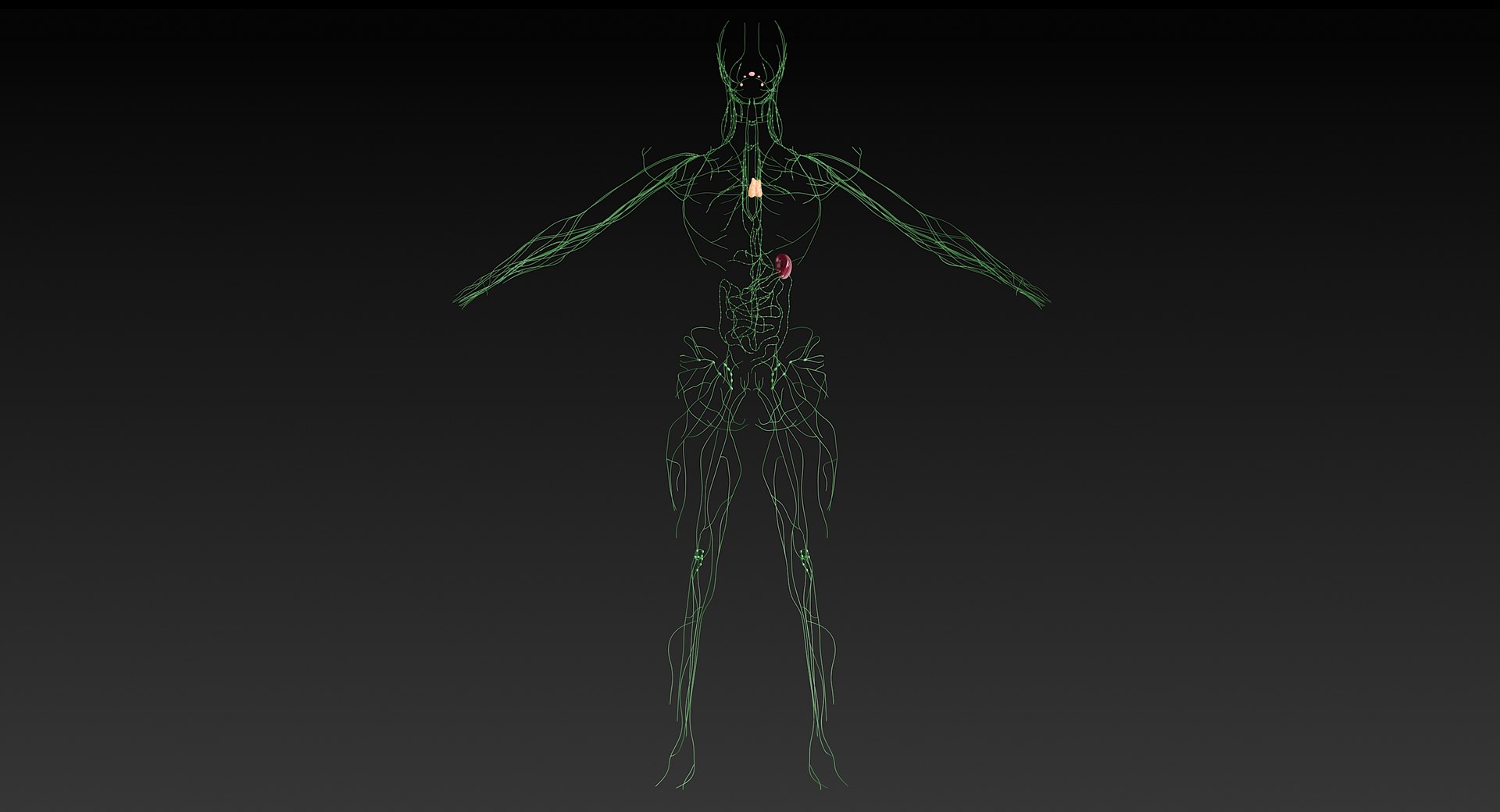 Female Complete Anatomy 3D model https://p.turbosquid.com/ts-thumb/1i/e6jopc/sq/lymphatic_system1/jpg/1624350276/1920x1080/fit_q87/e32c7fec174a5bca28c09fa6f59275730c4970f1/lymphatic_system1.jpg