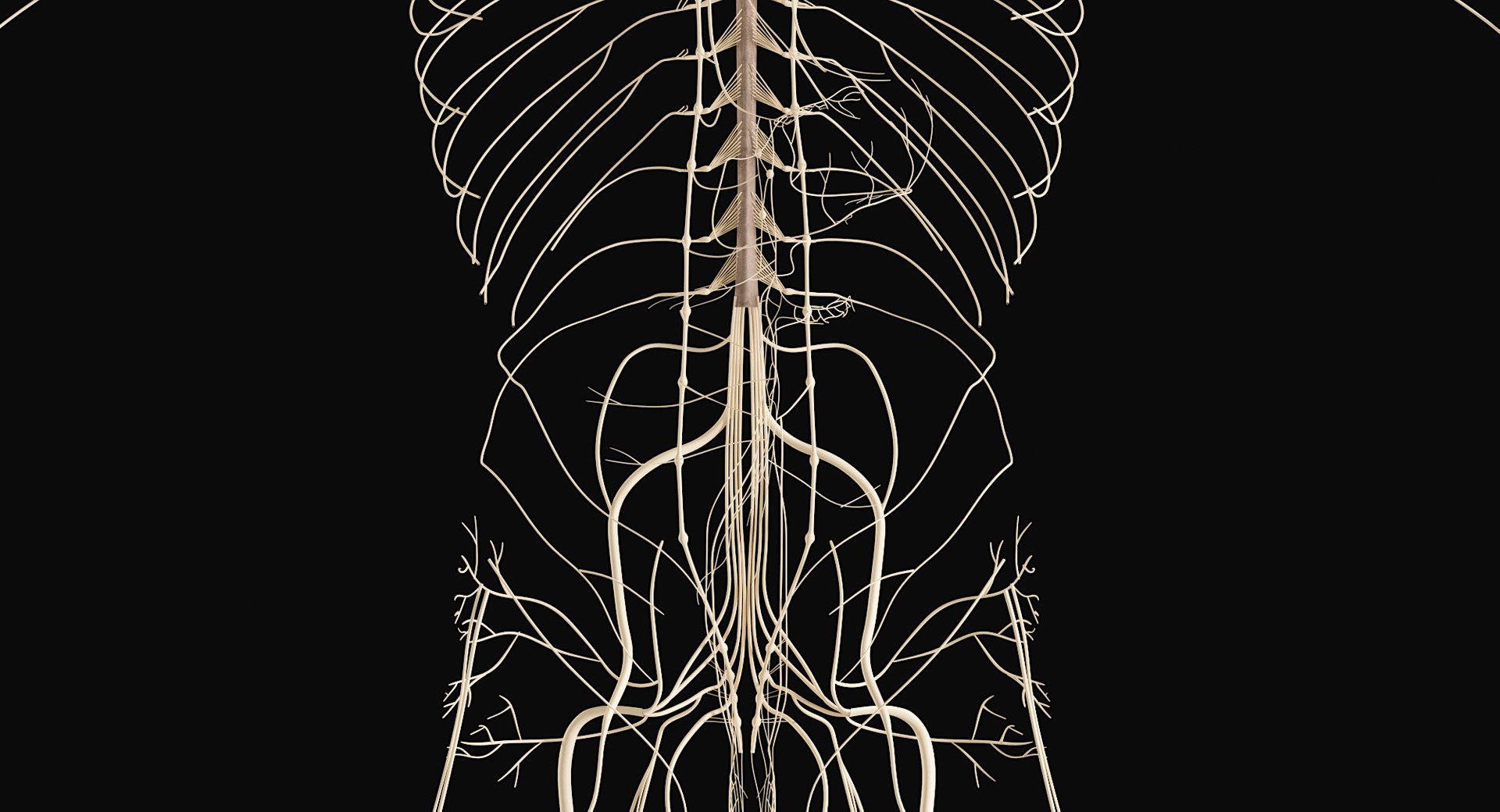 Female Complete Anatomy 3D model https://p.turbosquid.com/ts-thumb/1i/e6jopc/tj/nervous_system9/jpg/1624350329/1920x1080/fit_q87/f7157662fb59f2518e961f0c6640381a9bbeb12a/nervous_system9.jpg