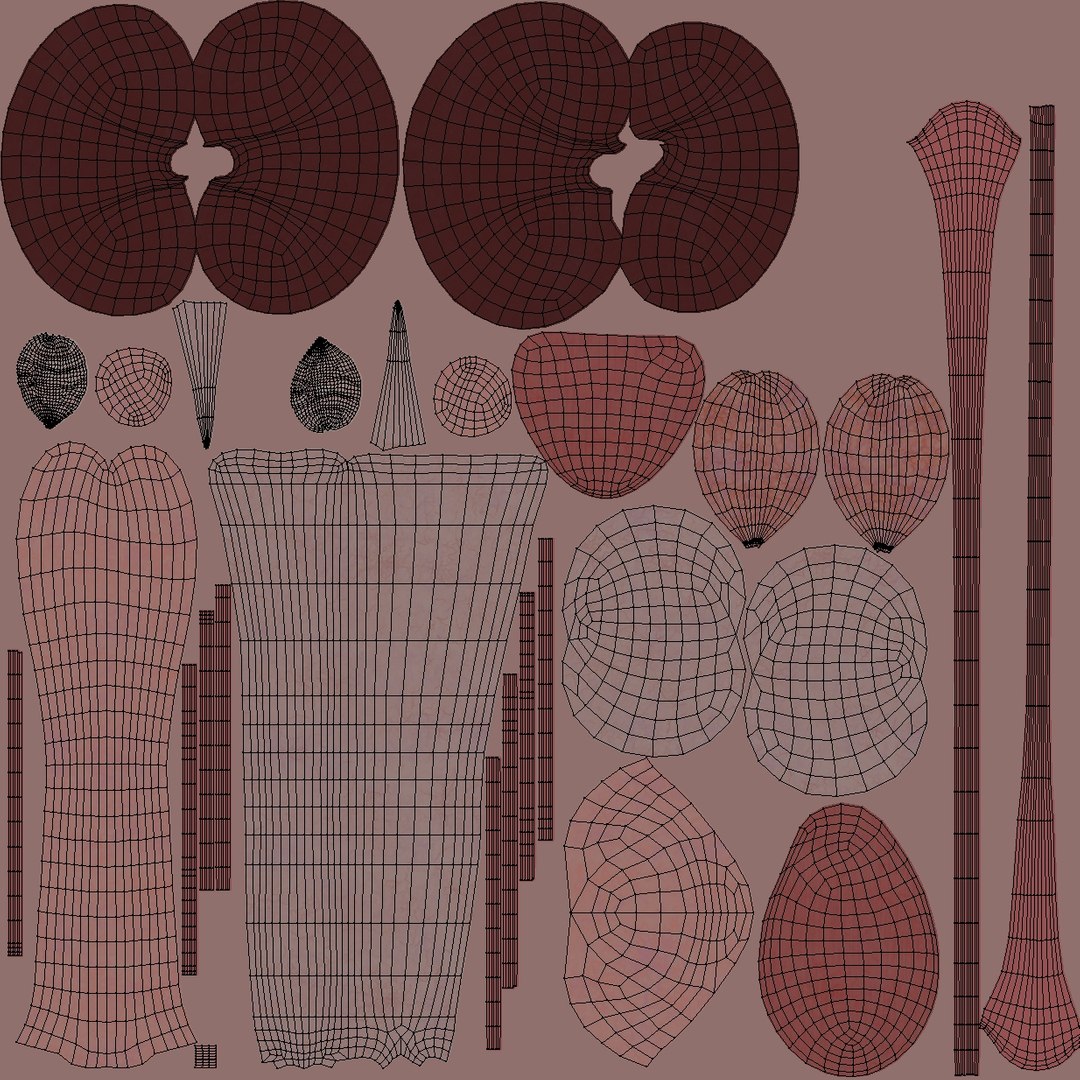 Female Complete Anatomy 3D model https://p.turbosquid.com/ts-thumb/1i/e6jopc/v2/uvw_14/jpg/1624351849/1920x1080/fit_q87/b4bfe6bc0a95508c008a7975ef3c4ea7e24ba80f/uvw_14.jpg