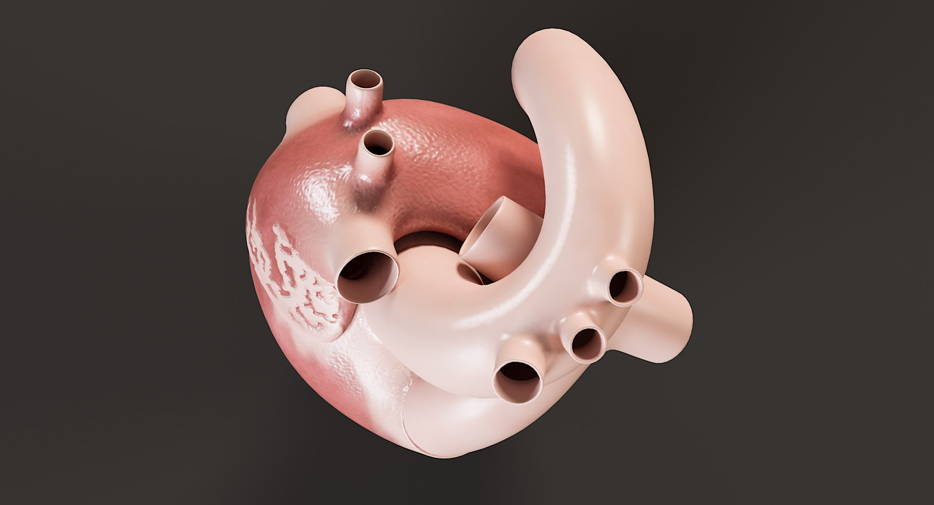 Female Complete Anatomy 3D model https://p.turbosquid.com/ts-thumb/1i/e6jopc/vU/man_heart11/jpg/1624350230/1920x1080/fit_q87/d1ea0fdec12c6710844d06758d8d20bfcb81ac32/man_heart11.jpg