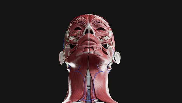 Female Complete Anatomy 3D model - TurboSquid 1749345