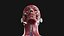 Anatomie complète féminine