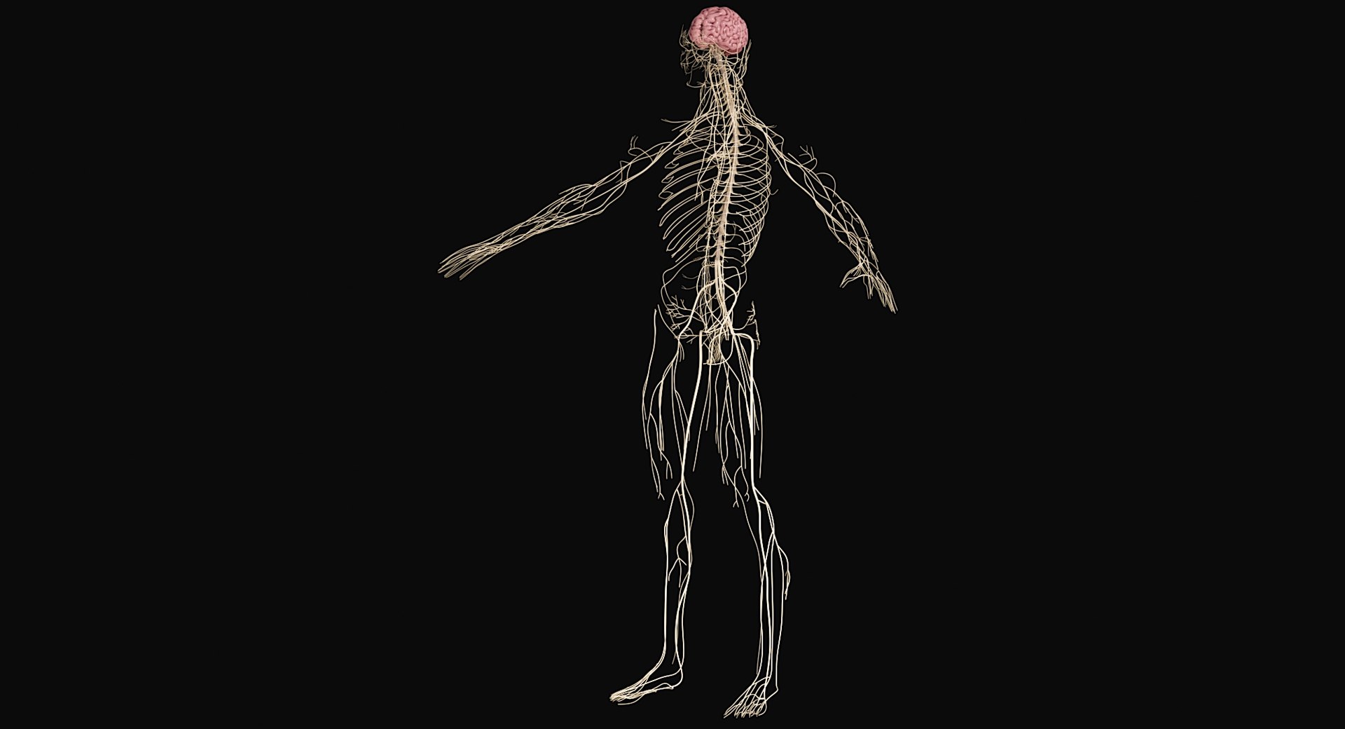 Female Complete Anatomy 3D model https://p.turbosquid.com/ts-thumb/1i/e6jopc/yW/nervous_system18/jpg/1624350322/1920x1080/fit_q87/548f18163095eff5dd0f4dc5bd5d75666dbb3ba0/nervous_system18.jpg