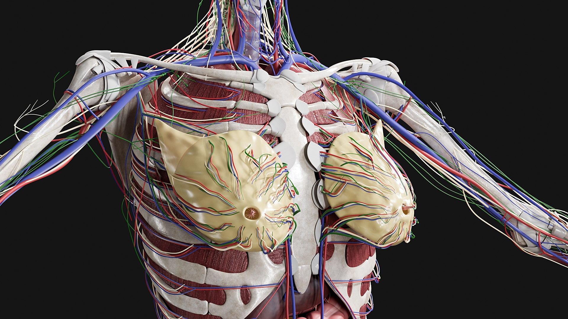 Female Complete Anatomy 3D model https://p.turbosquid.com/ts-thumb/1i/e6jopc/yo/s6/jpg/1624349759/1920x1080/fit_q87/0a4c35e76e5fc8fe09143c954328e12ca64a18cc/s6.jpg