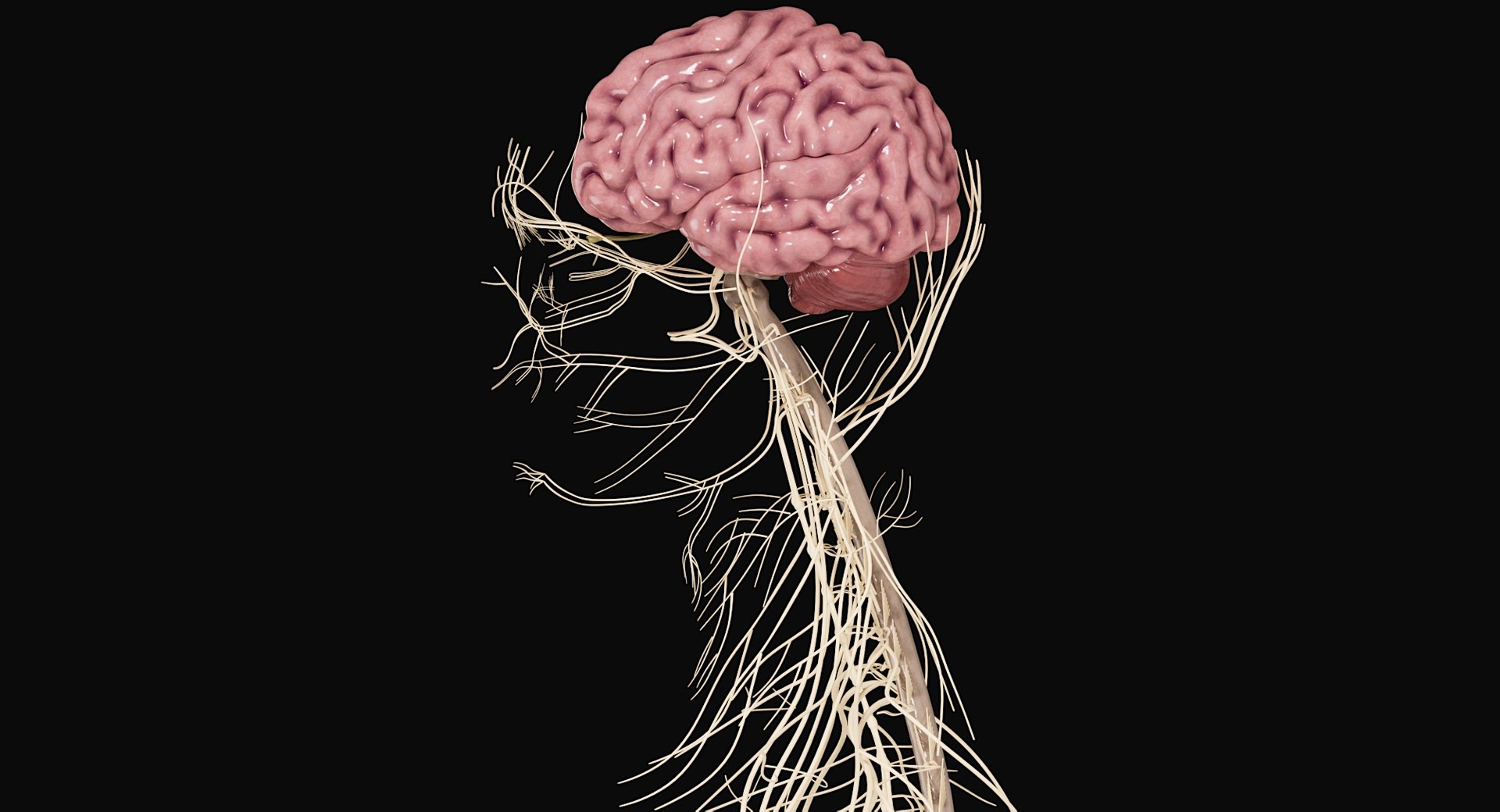 Female Complete Anatomy 3D model https://p.turbosquid.com/ts-thumb/1i/e6jopc/zJ/nervous_system3/jpg/1624350328/1920x1080/fit_q87/0b5644719a7a2202a8dee3407a8a28044d837966/nervous_system3.jpg