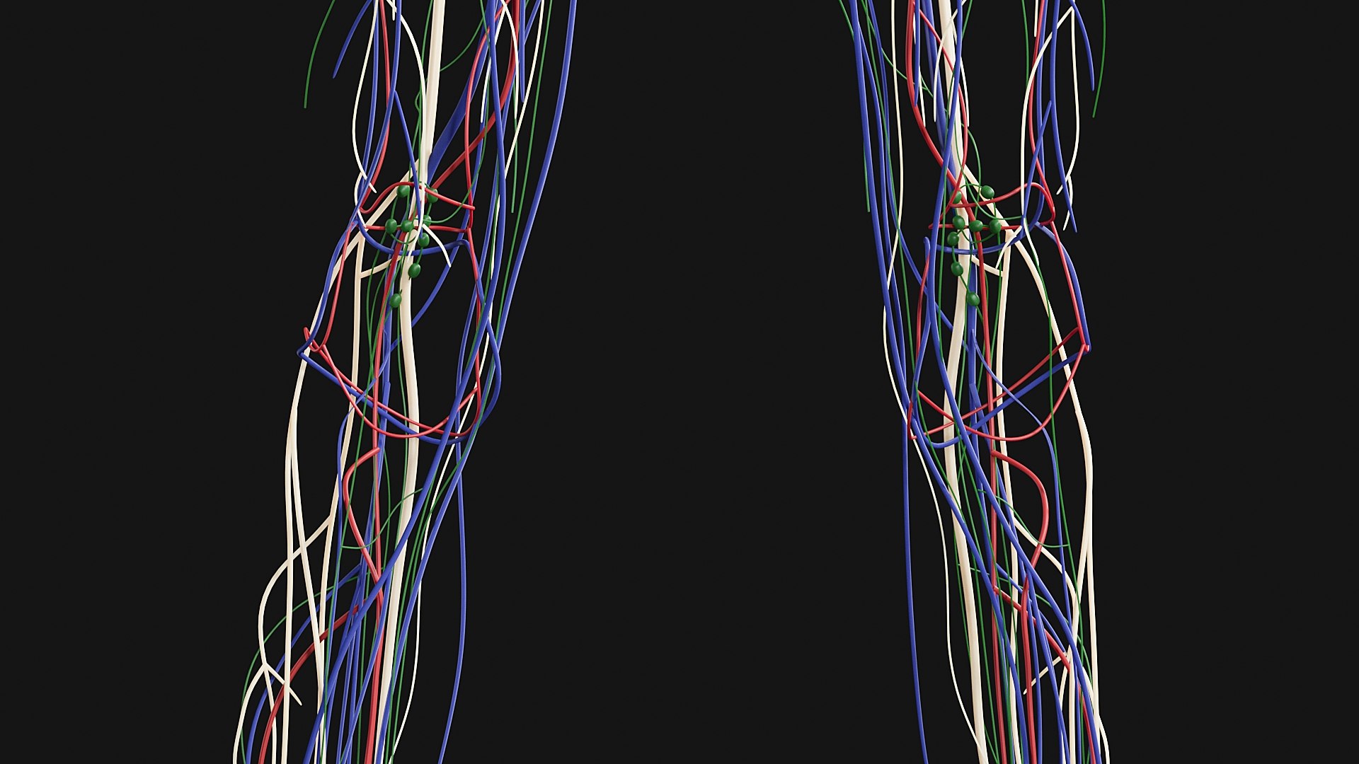 Female Complete Anatomy 3D model https://p.turbosquid.com/ts-thumb/1i/e6jopc/zN/g12/jpg/1624350046/1920x1080/fit_q87/fa0b0dbc750d5b462fac35370964a8dee8c87e96/g12.jpg