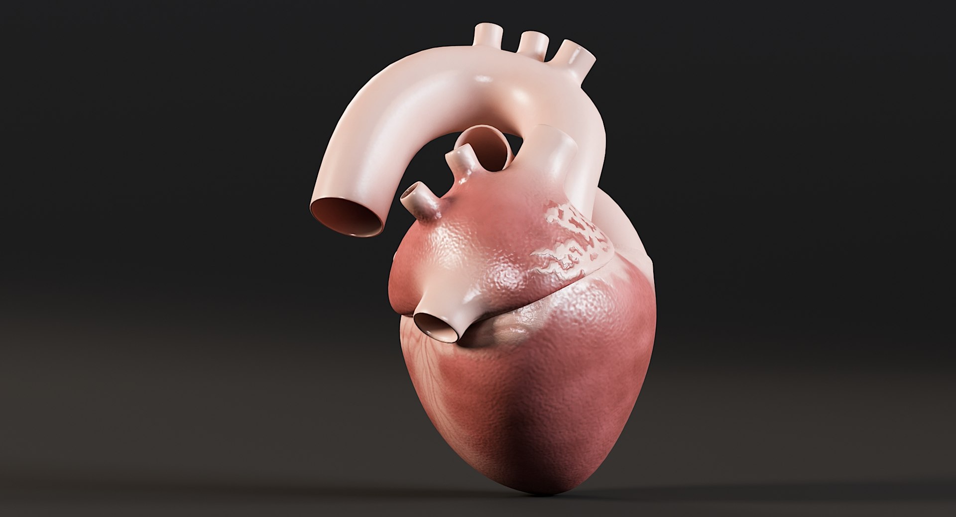 Female Complete Anatomy 3D model https://p.turbosquid.com/ts-thumb/1i/e6jopc/zU/man_heart8/jpg/1624350234/1920x1080/fit_q87/994e958aff69364e1ff0c89f621593392d8193b9/man_heart8.jpg