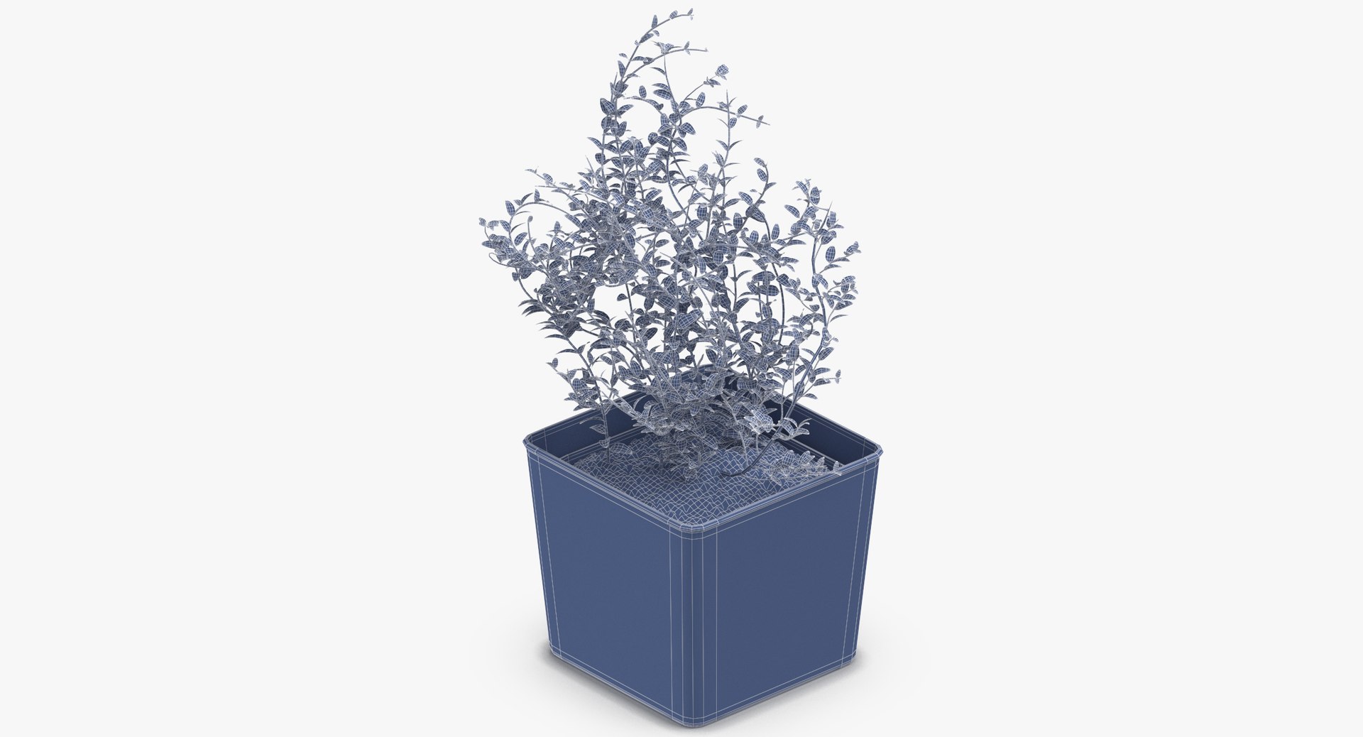 3D thyme herb model https://p.turbosquid.com/ts-thumb/1i/jJVozg/Du8HowP4/thyme_herb_wireframe_0002/jpg/1545300574/1920x1080/fit_q87/43f64d3f892b24ffafd2efae2b5f5cd057c45048/thyme_herb_wireframe_0002.jpg