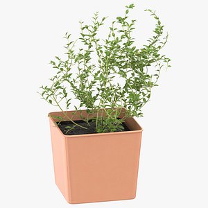 Thyme Herb