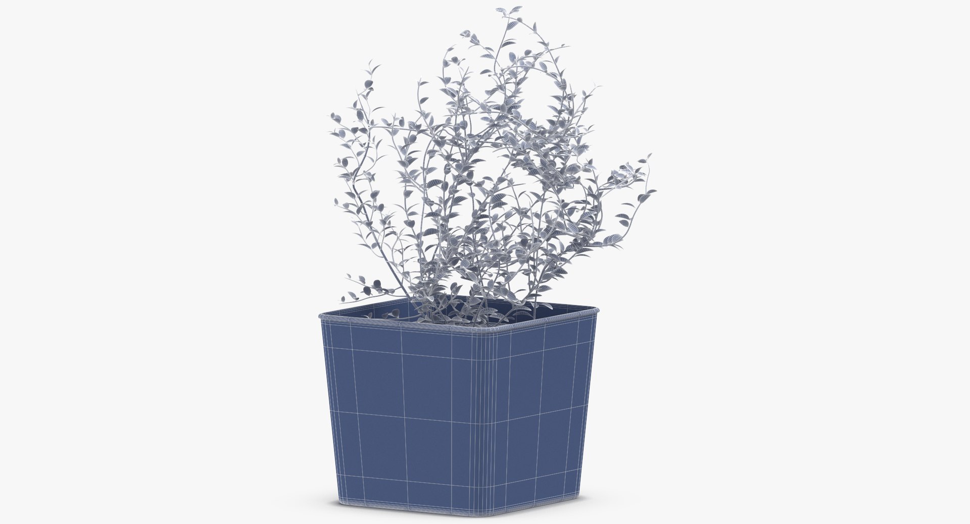 3D thyme herb model https://p.turbosquid.com/ts-thumb/1i/jJVozg/IzinqyYC/thyme_herb_wireframe_01_0006/jpg/1545300574/1920x1080/fit_q87/2dd32a80ca9da329e7005e1b5beefcbef5cfed71/thyme_herb_wireframe_01_0006.jpg