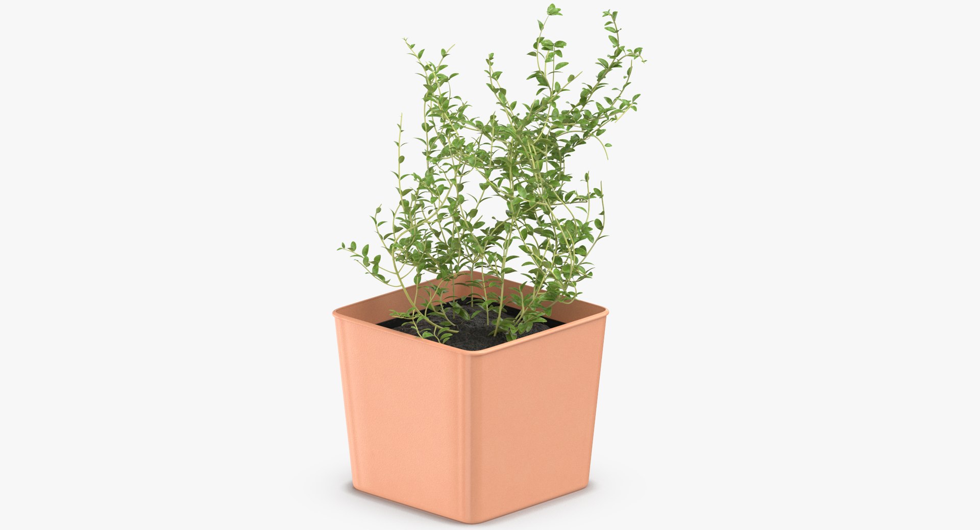 3D thyme herb model https://p.turbosquid.com/ts-thumb/1i/jJVozg/VWKGCbSN/thyme_herb_thumbnail_0005/jpg/1545300573/1920x1080/fit_q87/96dc11cfa8b209a76317a8611d6446dba709b340/thyme_herb_thumbnail_0005.jpg