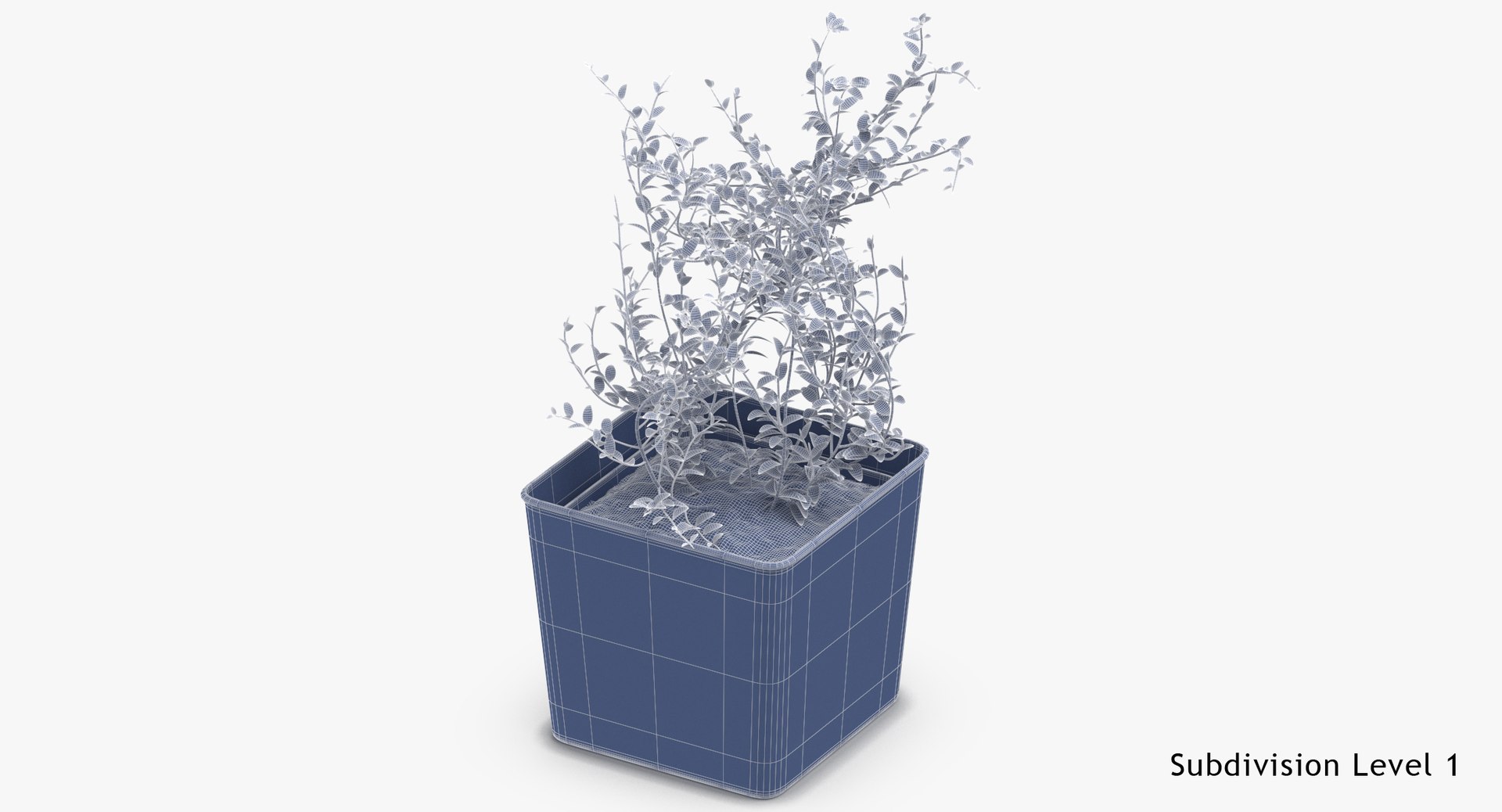 3D thyme herb model https://p.turbosquid.com/ts-thumb/1i/jJVozg/pOAItZNl/thyme_herb_wireframe_subdiv_1/jpg/1545300574/1920x1080/fit_q87/e49b8f7271f87f4f929743d039d8b30a6a200cfb/thyme_herb_wireframe_subdiv_1.jpg