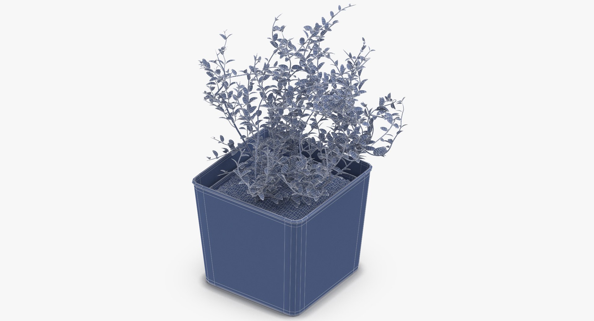 3D thyme herb model https://p.turbosquid.com/ts-thumb/1i/jJVozg/reN8rI7w/thyme_herb_wireframe_0004/jpg/1545300574/1920x1080/fit_q87/40300e873318830d99b0eb5622190889cbc0ab92/thyme_herb_wireframe_0004.jpg