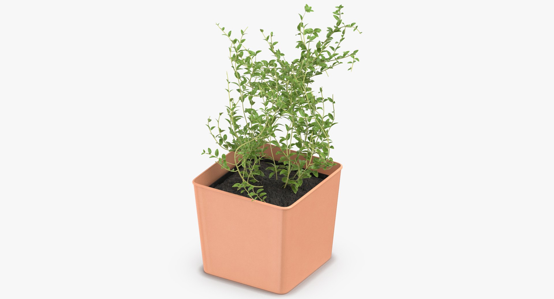 3D thyme herb model https://p.turbosquid.com/ts-thumb/1i/jJVozg/yMoifkl7/thyme_herb_thumbnail_0003/jpg/1545300573/1920x1080/fit_q87/7986c85c8dadc91daeff53c83ee6e48d9095c1ff/thyme_herb_thumbnail_0003.jpg