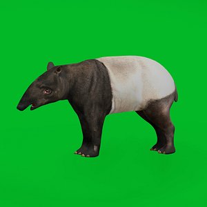 Malayan Asian Tapir