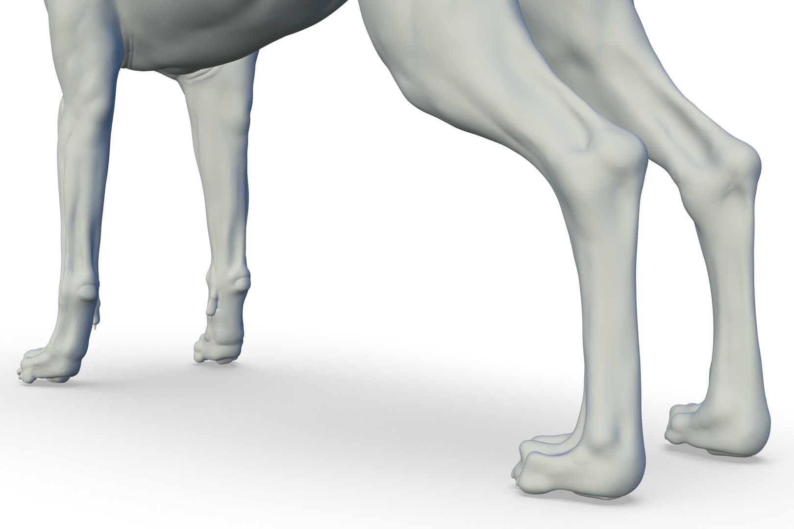 3D Model Great Dane - TurboSquid 2217262