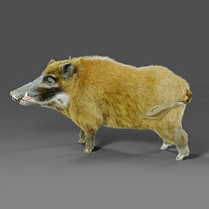 3D Fur Wild Boar V05 Rigged and Animation