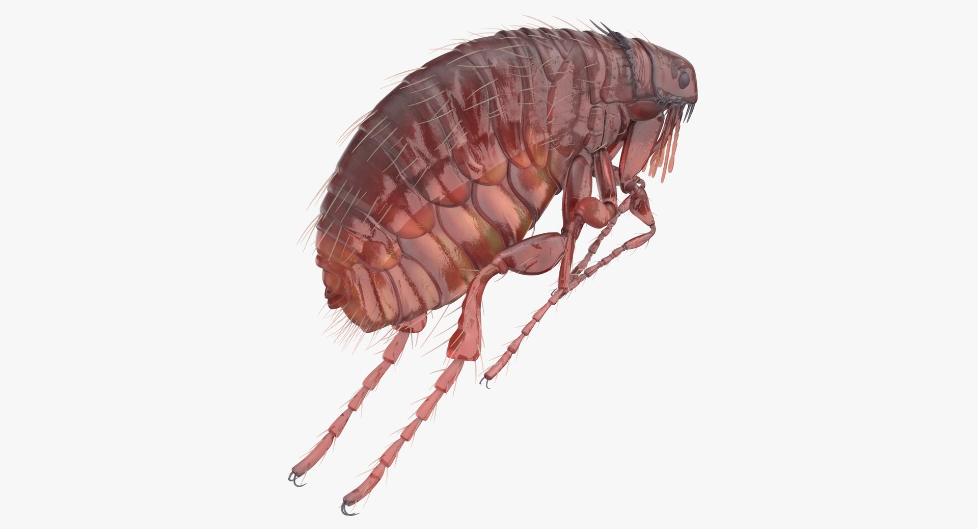 Flea Rigged 3D Model - TurboSquid 1375625