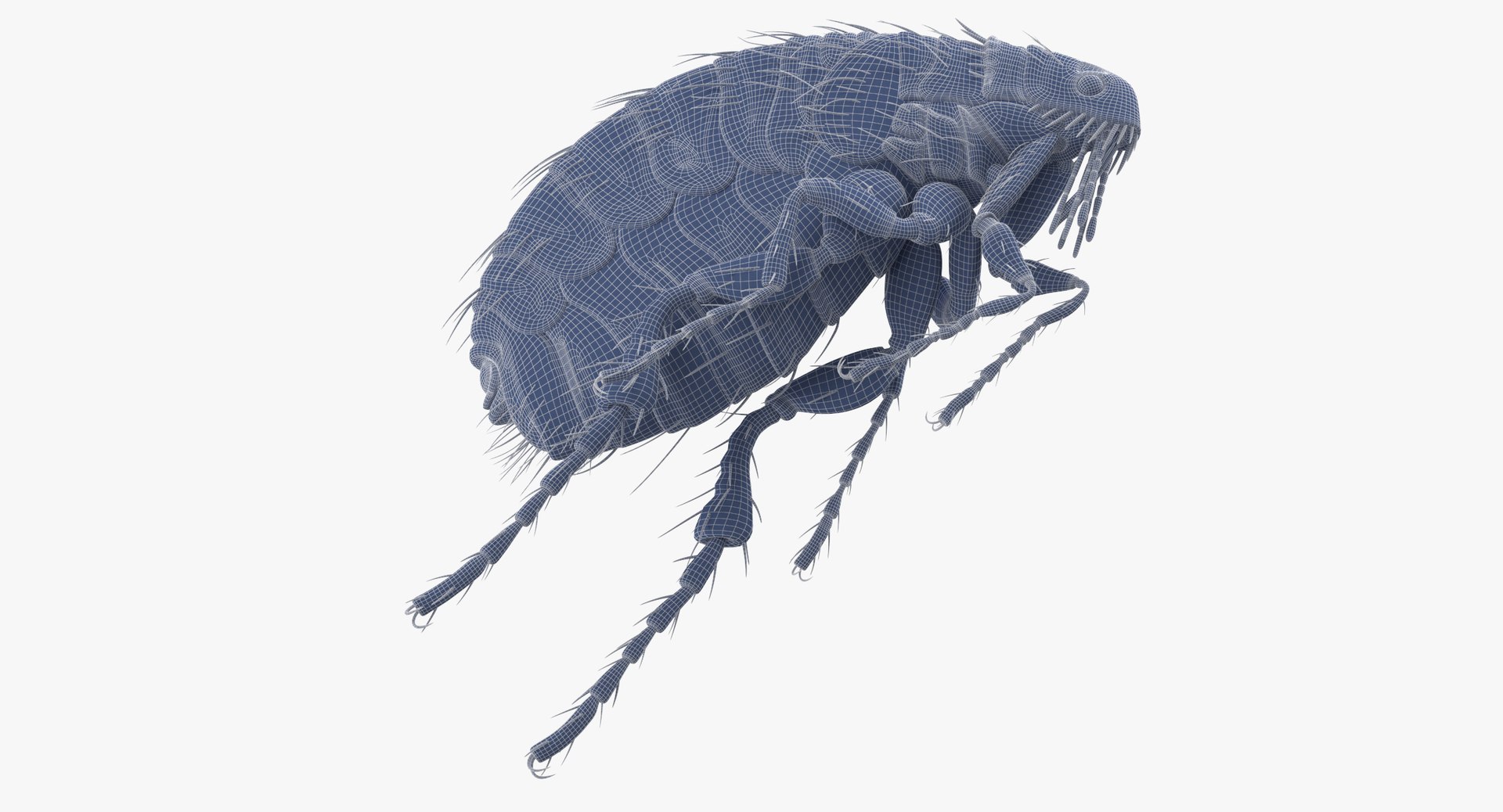 Flea Rigged 3D Model - TurboSquid 1375625