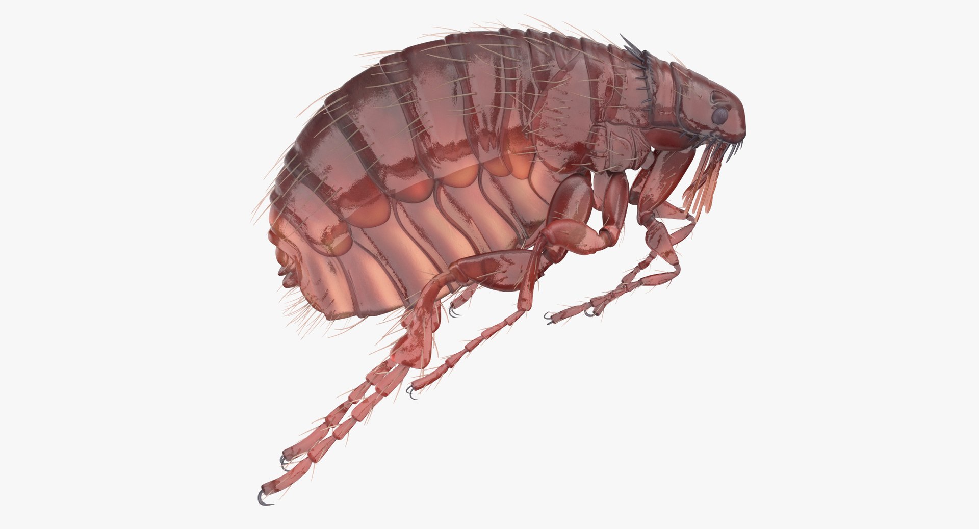 Flea Rigged 3D Model - TurboSquid 1375625
