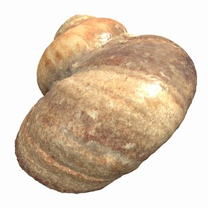 sea shell 3d model