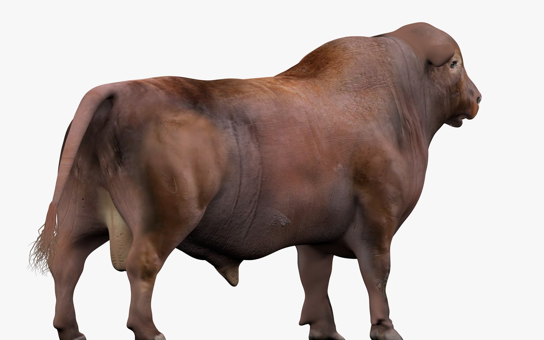 3D RED ANGUS Rigged L2071 model - TurboSquid 2154882