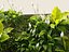 Vertical Garden - Elegant Scandi - Green Wall