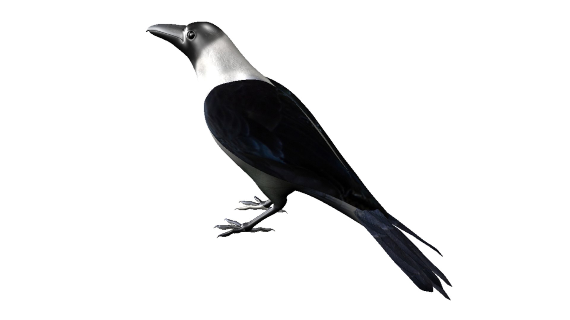 Crow Obj