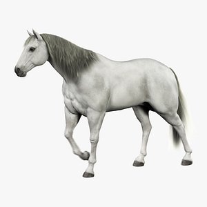 maya horse white fur animation