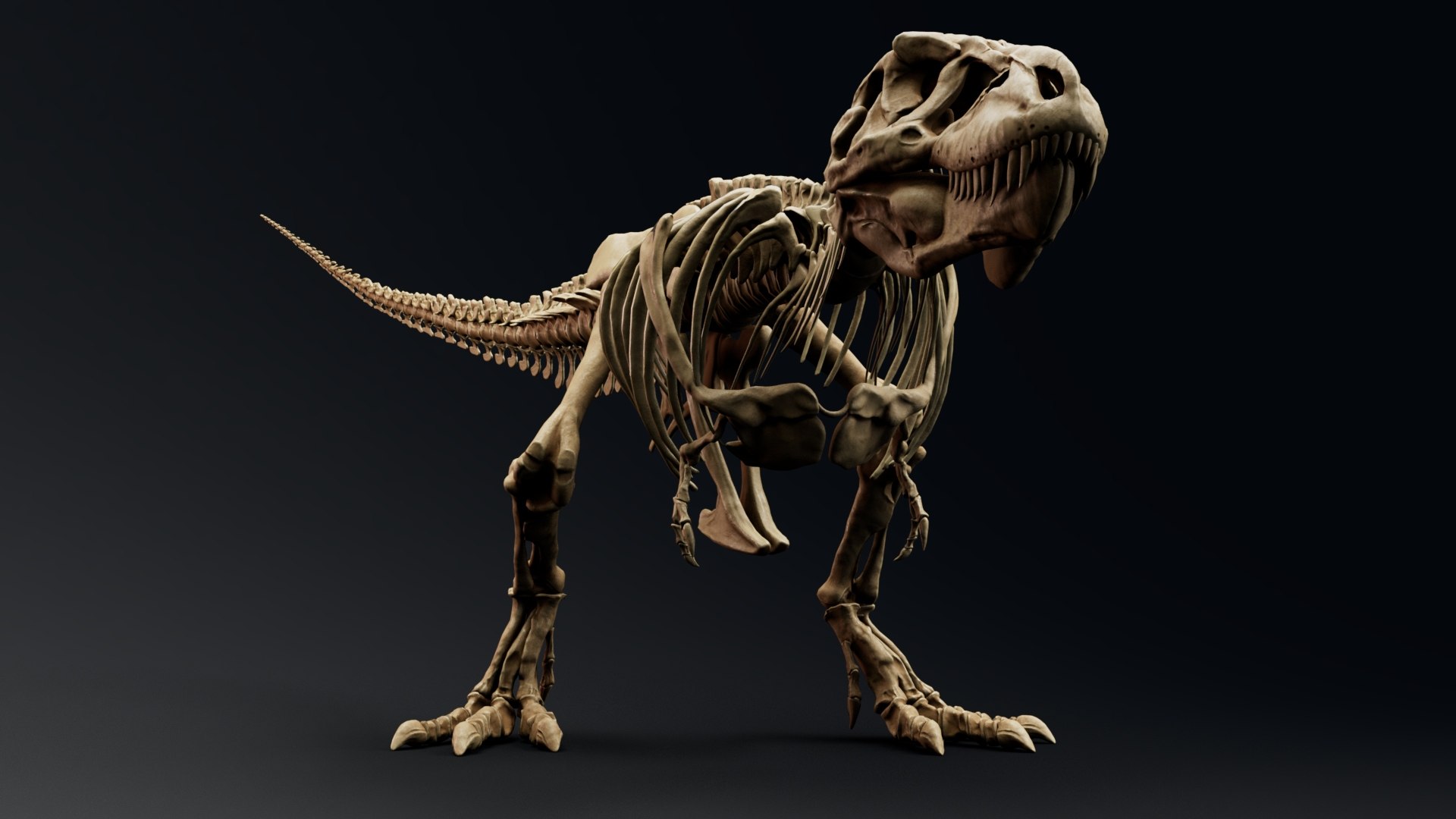 Trex Sue Skeleton Unreal Engine - Unity Projects 3D model https://p.turbosquid.com/ts-thumb/1j/N27PhG/zX/z010/jpg/1710168820/1920x1080/fit_q87/b1f776a9dfd48231ea46057e4e632d4c666f2c10/z010.jpg