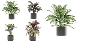 Calathea Collection - Blender model 3D model