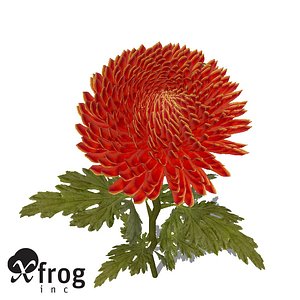 pompon chrysanthemum plant flowers 3d model