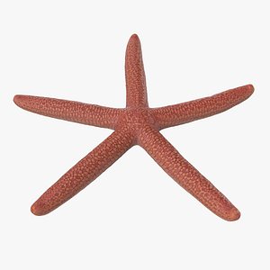 3D model Starfish 03