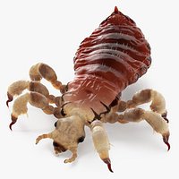 Parasitic Insect Louse with Blood Rigged for Maya