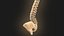 Coluna vertebral anatomia da coluna vertebral