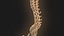 Coluna vertebral anatomia da coluna vertebral