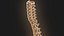 Coluna vertebral anatomia da coluna vertebral