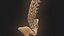 Coluna vertebral anatomia da coluna vertebral